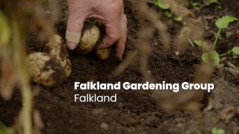 Falkland Gardening Group – Sugar Acre: the sweet spot that brightens up the village