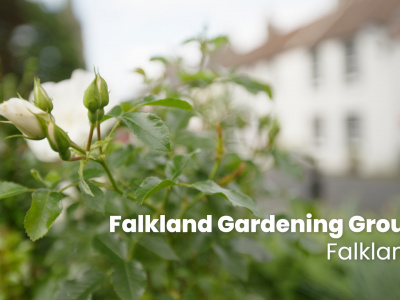 Falkland Gardening Group –  Sugar Acre: the sweet spot that brightens up the village